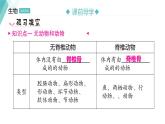 5.1.4 鱼 习题课件2024年初中秋季人教版生物八年级上册