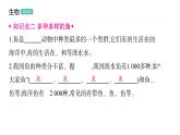 5.1.4 鱼 习题课件2024年初中秋季人教版生物八年级上册