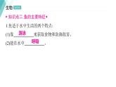 5.1.4 鱼 习题课件2024年初中秋季人教版生物八年级上册