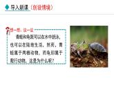 5.1.5  两栖动物和爬行动物课件2024年初中秋季人教版生物八年级上册