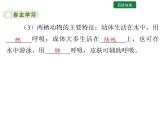5.1.5 两栖动物和爬行动物课件2024年初中秋季人教版生物八年级上册