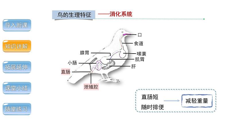 5.1.6 鸟 第2课时 课件 2024年初中秋季人教版生物八年级上册第5页