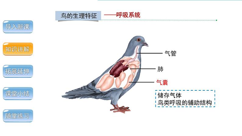 5.1.6 鸟 第2课时 课件 2024年初中秋季人教版生物八年级上册第6页