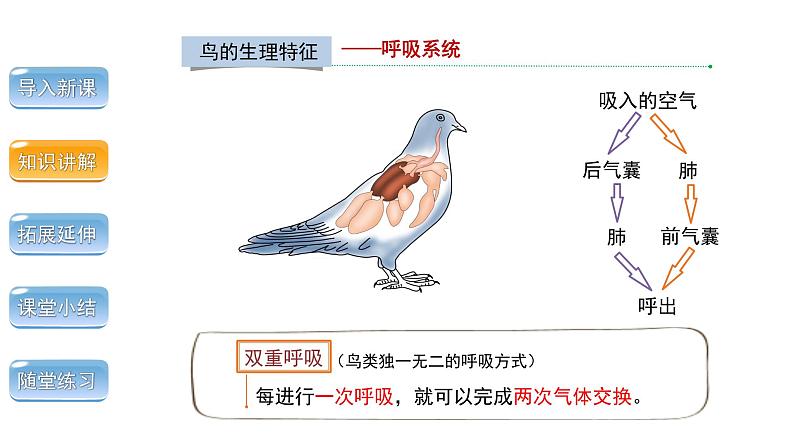 5.1.6 鸟 第2课时 课件 2024年初中秋季人教版生物八年级上册第7页