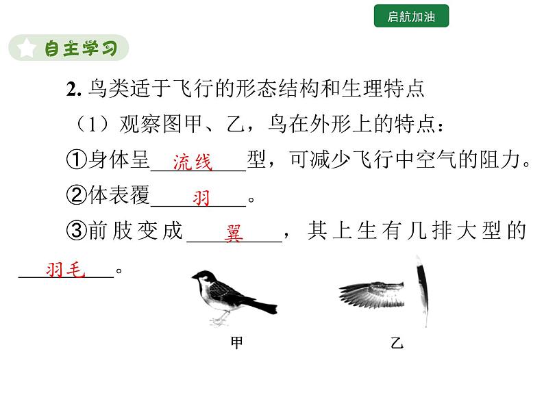 5.1.6 鸟课件2024年初中秋季人教版生物八年级上册第4页