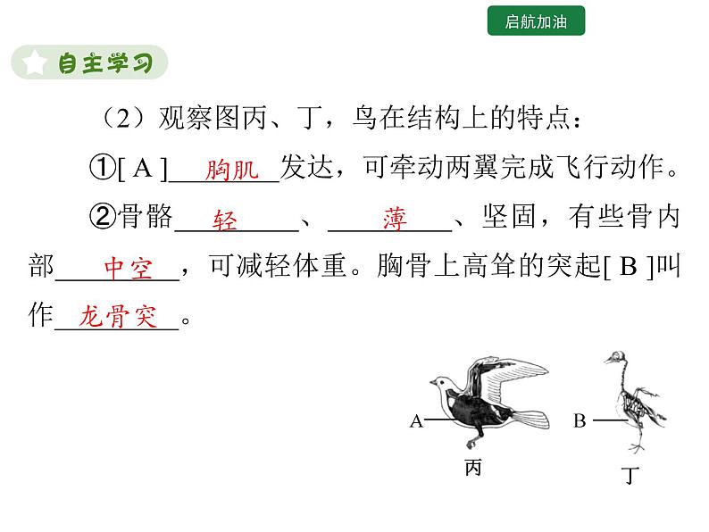 5.1.6 鸟课件2024年初中秋季人教版生物八年级上册第5页