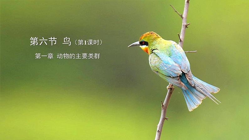 5.1.6鸟 第1课时 课件2024年初中秋季人教版生物八年级上册01