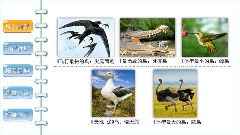 5.1.6鸟 第1课时 课件2024年初中秋季人教版生物八年级上册03