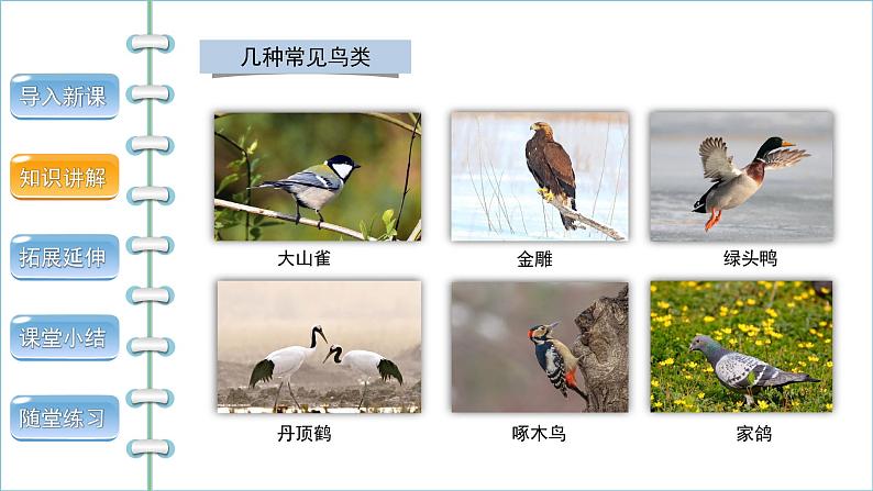 5.1.6鸟 第1课时 课件2024年初中秋季人教版生物八年级上册04