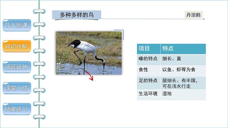 5.1.6鸟 第1课时 课件2024年初中秋季人教版生物八年级上册08