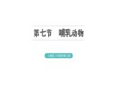 5.1.7 哺乳动物习题课件2024年初中秋季人教版生物八年级上册