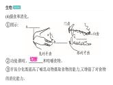 5.1.7 哺乳动物习题课件2024年初中秋季人教版生物八年级上册
