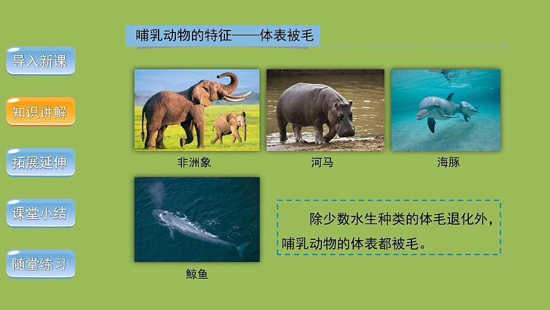 5.1.7哺乳动物 课件 2024年初中秋季人教版生物八年级上册第5页