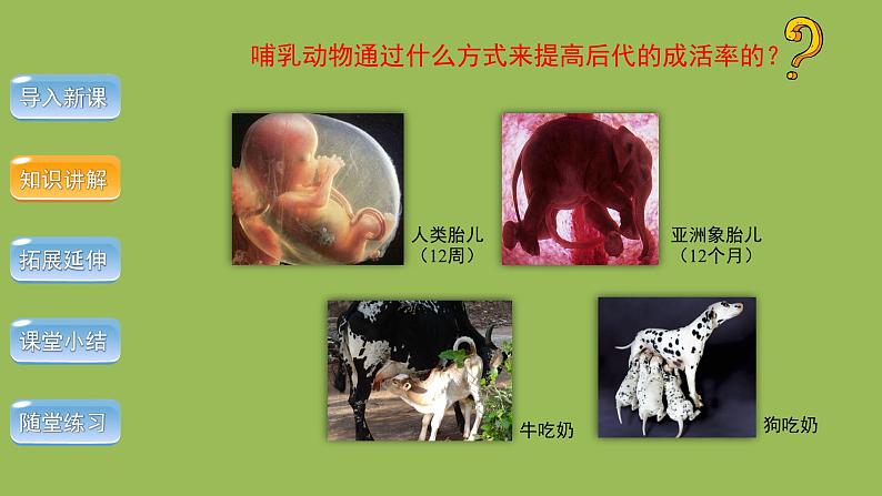 5.1.7哺乳动物 课件 2024年初中秋季人教版生物八年级上册第7页