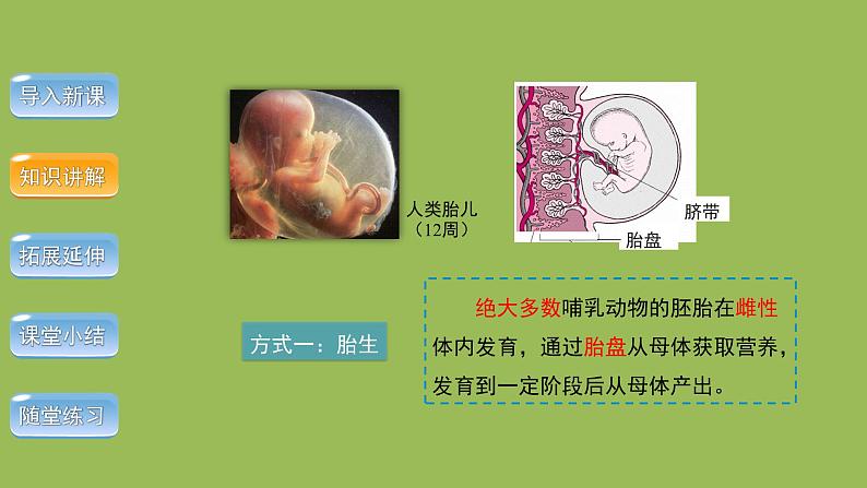 5.1.7哺乳动物 课件 2024年初中秋季人教版生物八年级上册第8页