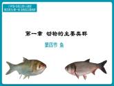 5.14鱼课件2024年初中秋季人教版生物八年级上册