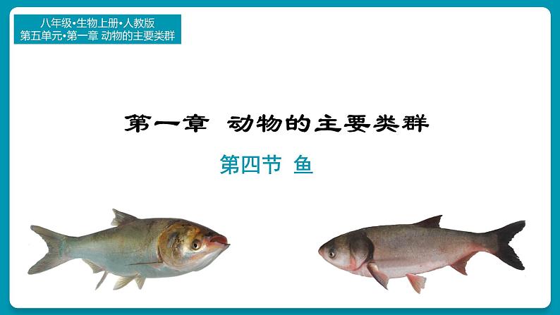 5.14鱼课件2024年初中秋季人教版生物八年级上册第3页