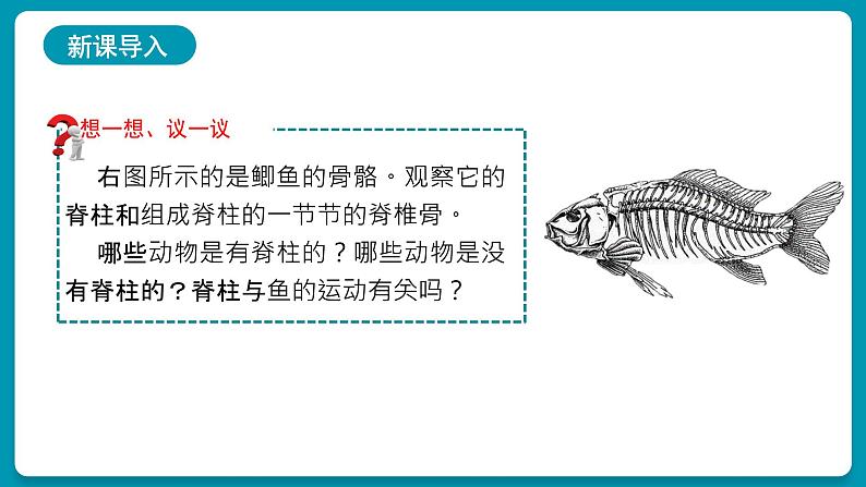 5.14鱼课件2024年初中秋季人教版生物八年级上册第5页