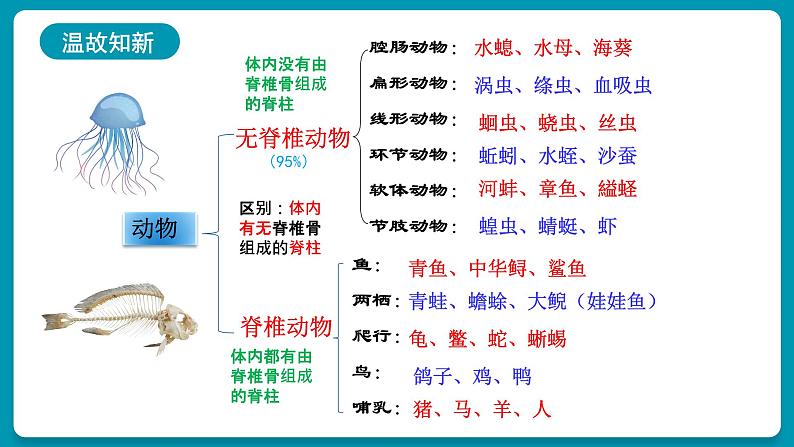 5.14鱼课件2024年初中秋季人教版生物八年级上册第6页