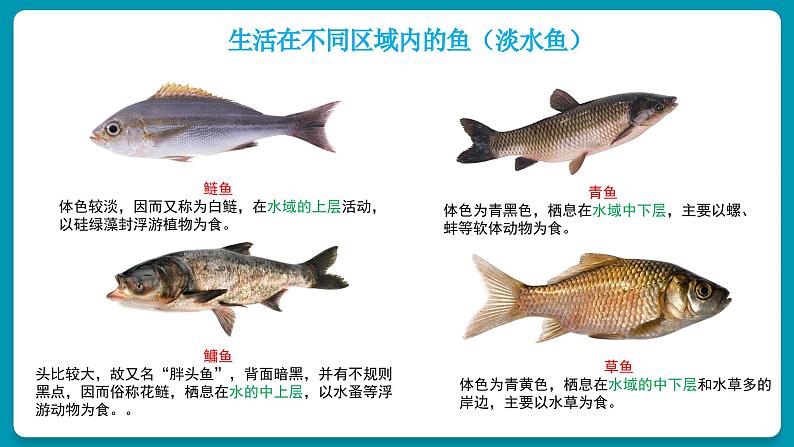 5.14鱼课件2024年初中秋季人教版生物八年级上册第8页