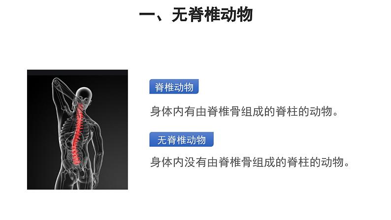 第一章 动物的主要类群课件2024年初中秋季人教版生物八年级上册02