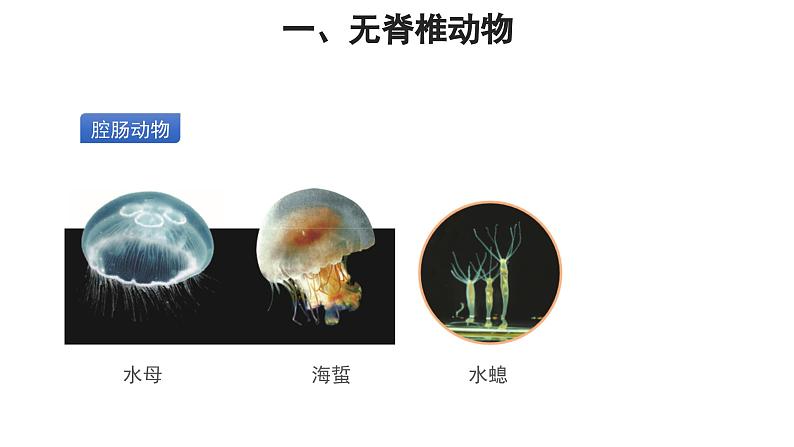 第一章 动物的主要类群课件2024年初中秋季人教版生物八年级上册04