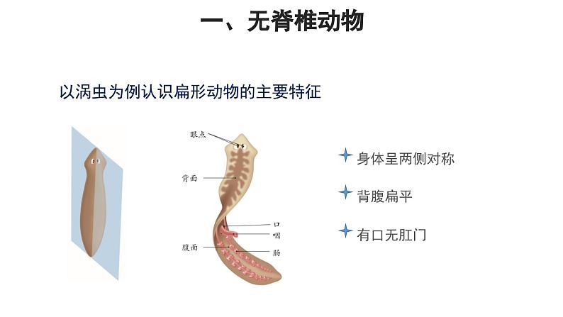 第一章 动物的主要类群课件2024年初中秋季人教版生物八年级上册07