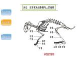 5.2.1动物的运动课件 2024年初中秋季人教版生物八年级上册
