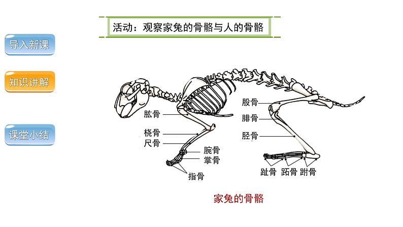 5.2.1动物的运动课件 2024年初中秋季人教版生物八年级上册04