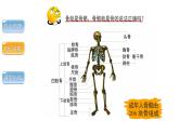 5.2.1动物的运动课件 2024年初中秋季人教版生物八年级上册