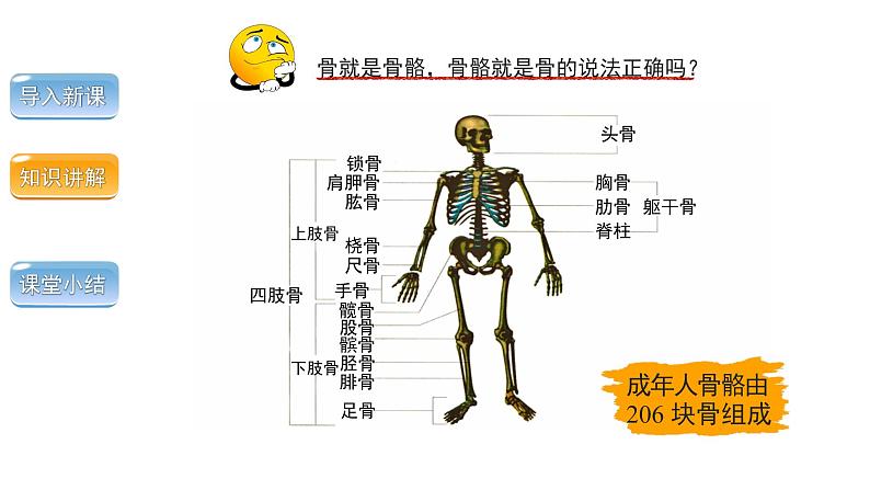 5.2.1动物的运动课件 2024年初中秋季人教版生物八年级上册05