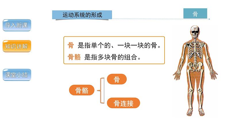 5.2.1动物的运动课件 2024年初中秋季人教版生物八年级上册06