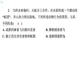 5.2.3 社会行为习题课件2024年初中秋季人教版生物八年级上册