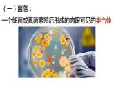 5.4.1 细菌和真菌的分布课件2024年初中秋季人教版生物八年级上册