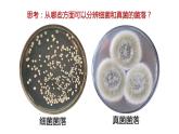 5.4.1 细菌和真菌的分布课件2024年初中秋季人教版生物八年级上册