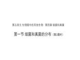 5.4.1细菌和真菌的分布 第2课时 课件2024年初中秋季人教版生物八年级上册