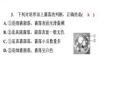 5.4.1细菌和真菌的分布习题课件2024年初中秋季人教版生物八年级上册