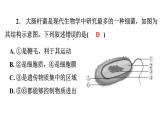 5.4.2细菌习题课件2024年初中秋季人教版生物八年级上册
