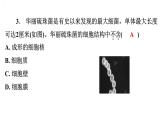 5.4.2细菌习题课件2024年初中秋季人教版生物八年级上册