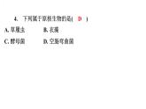 5.4.2细菌习题课件2024年初中秋季人教版生物八年级上册