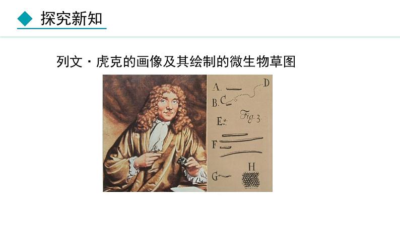 5.4.2细菌课件2024年初中秋季人教版生物八年级上册03