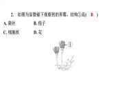 5.4.3真菌课件2024年初中秋季人教版生物八年级上册