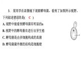 5.4.3真菌课件2024年初中秋季人教版生物八年级上册