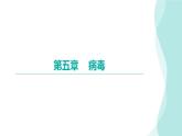 5.5病毒课件2024年初中秋季人教版生物八年级上册