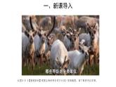 6.1.1尝试对生物进行分类 第1课时课件2024年初中秋季人教版生物八年级上册