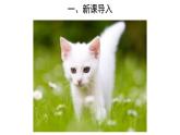 6.1.1尝试对生物进行分类 第2课时课件 2024年初中秋季人教版生物八年级上册