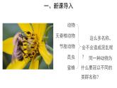 6.1.2 从种到界课件2024年初中秋季人教版生物八年级上册