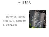 6.1.2 从种到界课件2024年初中秋季人教版生物八年级上册