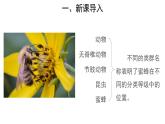 6.1.2 从种到界课件2024年初中秋季人教版生物八年级上册