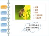 6.1.2从种到界 课件2024年初中秋季人教版生物八年级上册